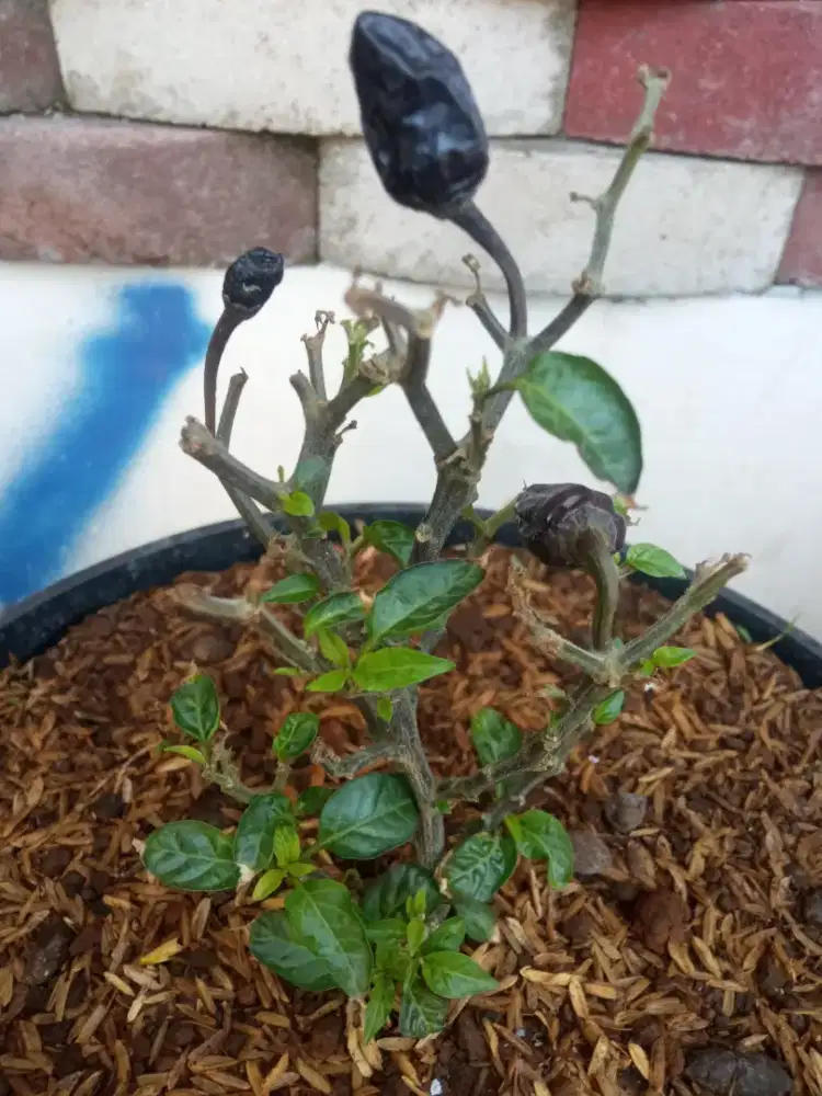 Tanaman Cabe Hitam Subur segar berbuah