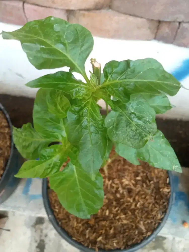 Tanaman Cabe putih merah Pedas Subur seger