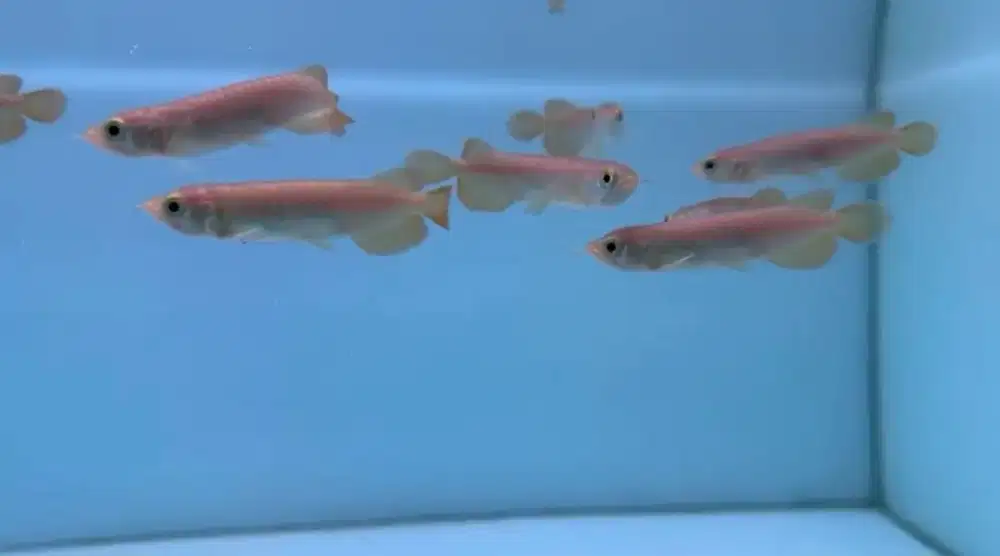 Arwana super red 9cm, lengkap serti chip