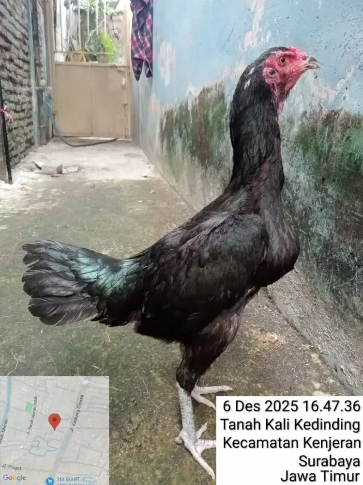 Ayam betina koytrad body big size pukulan drumband