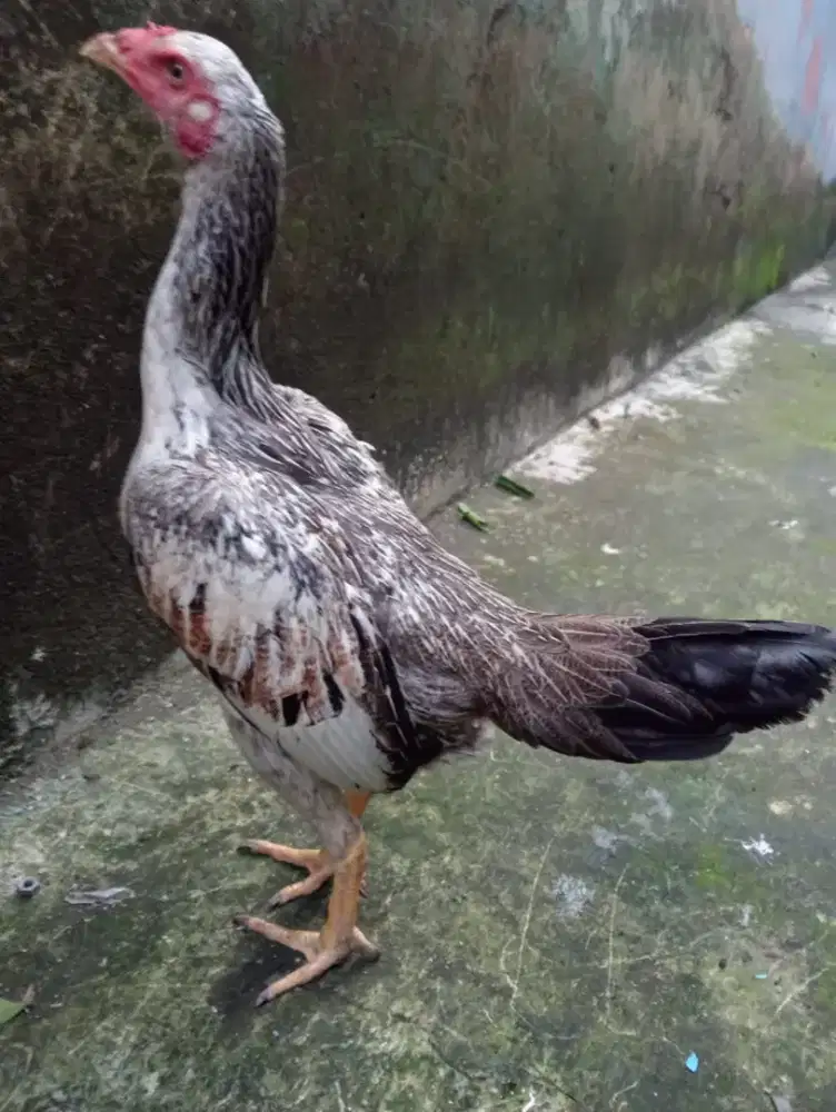 Ayam betina koytrad 6-7 bln Maine semi brakot