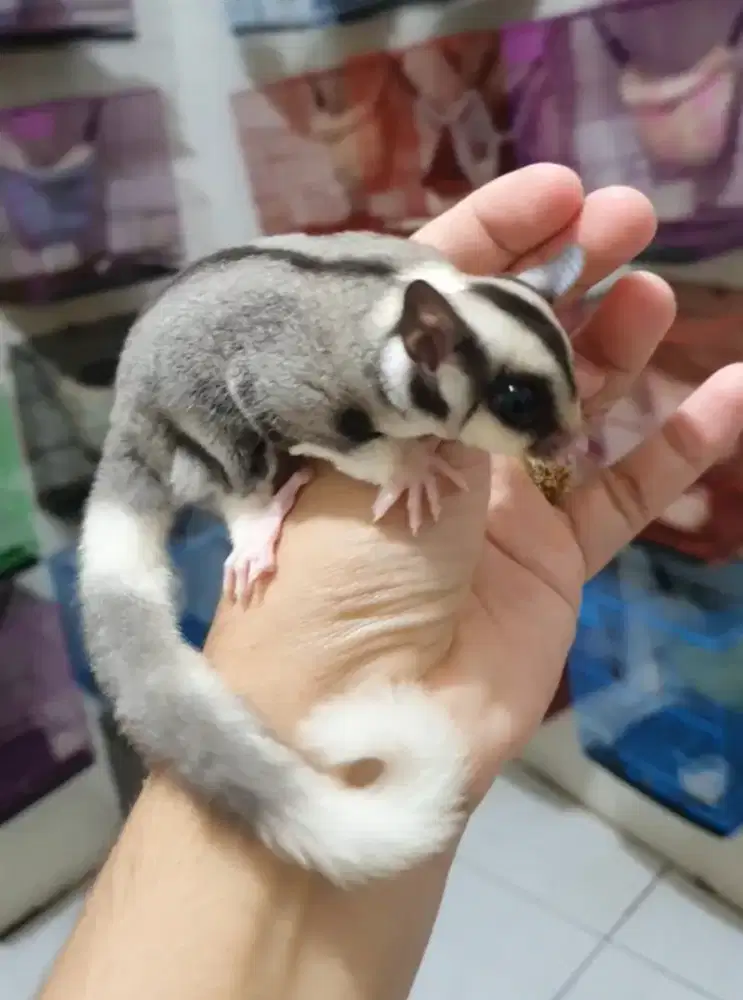Sugarglider ready banyak
