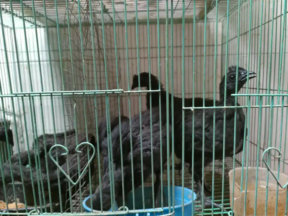 Ayam cemani lidah hitam umur 1.5 bulanan lebih