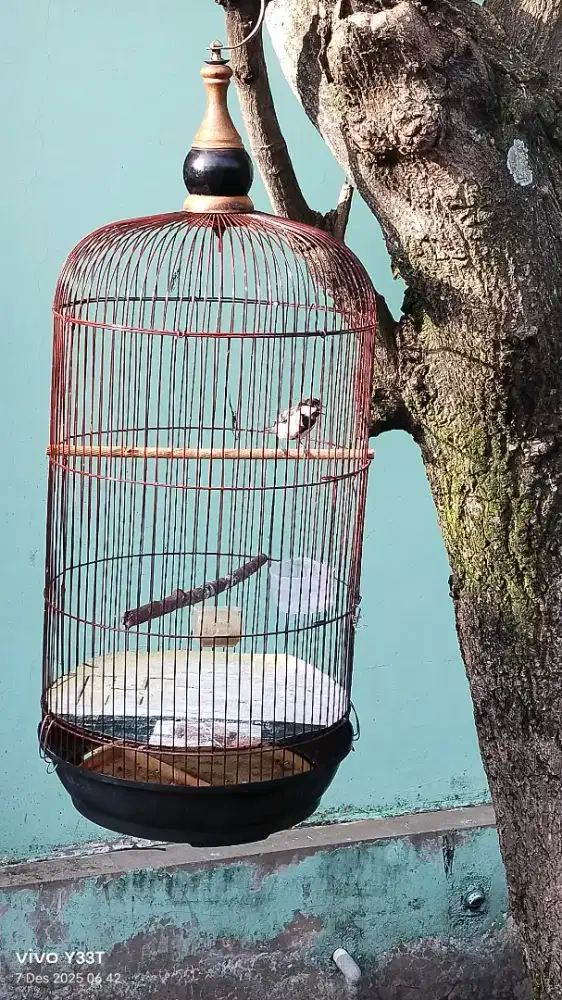 Burung gelatik gacor