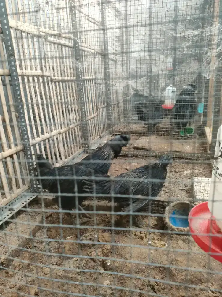 Ayam cemani indukan dan siapan