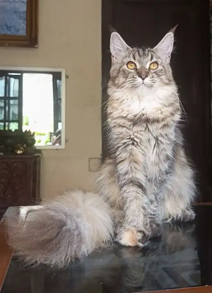 mainecoon lineped cfa