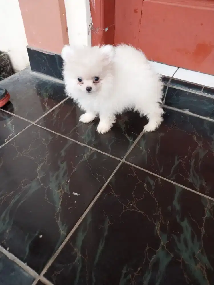 Anjing minipom di jual