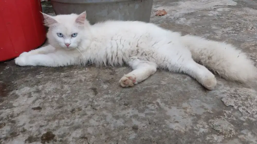 Kucing persia jantan