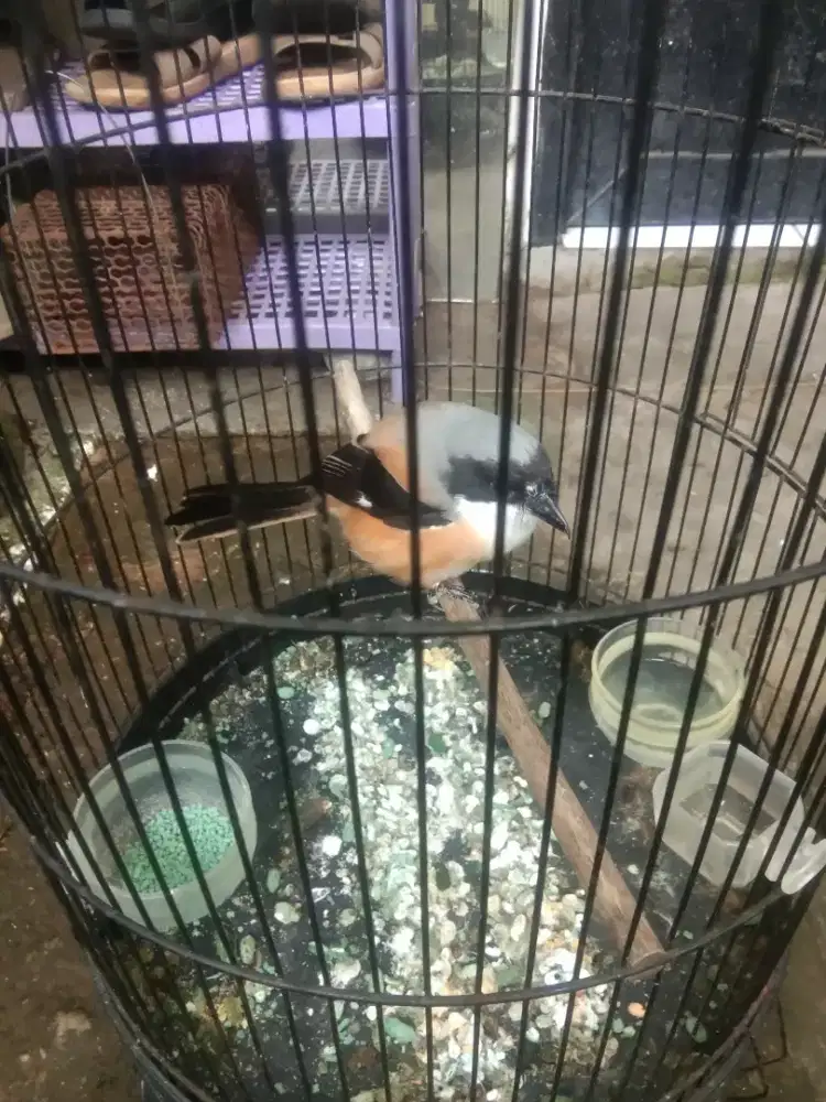 Pentet jantan minusan