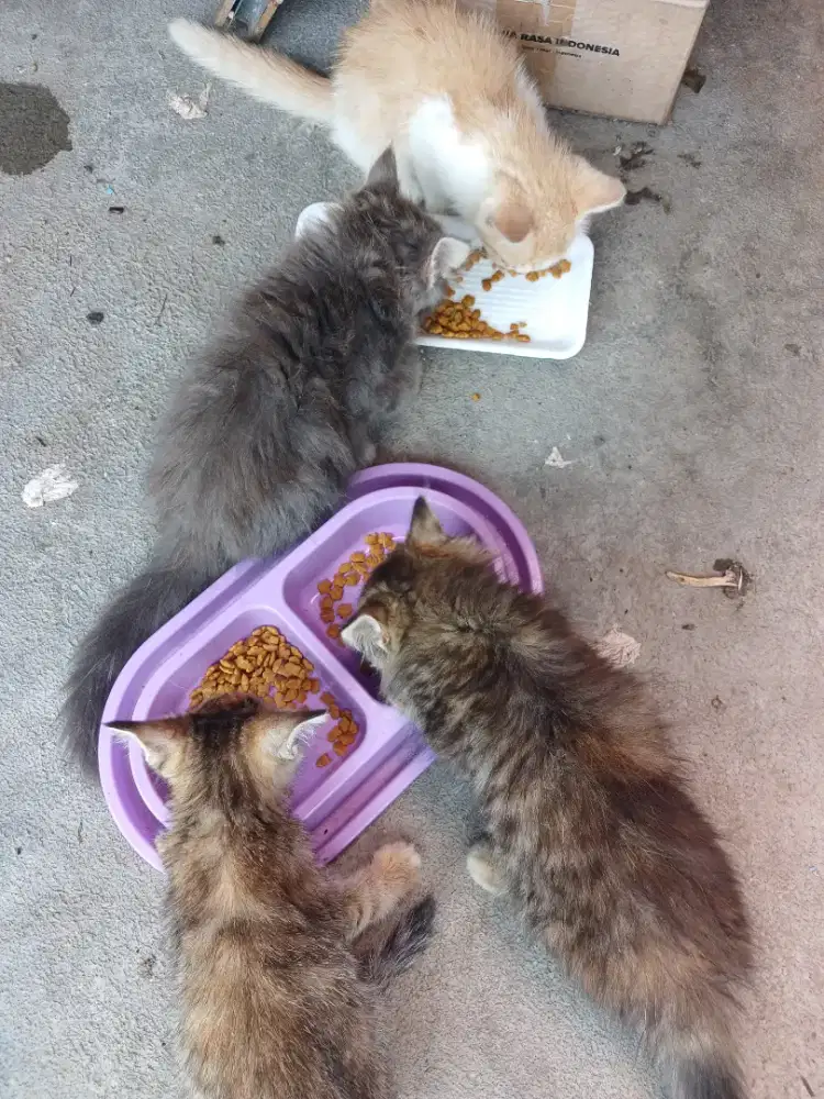 Anak kucing ganti pakan ambil semua