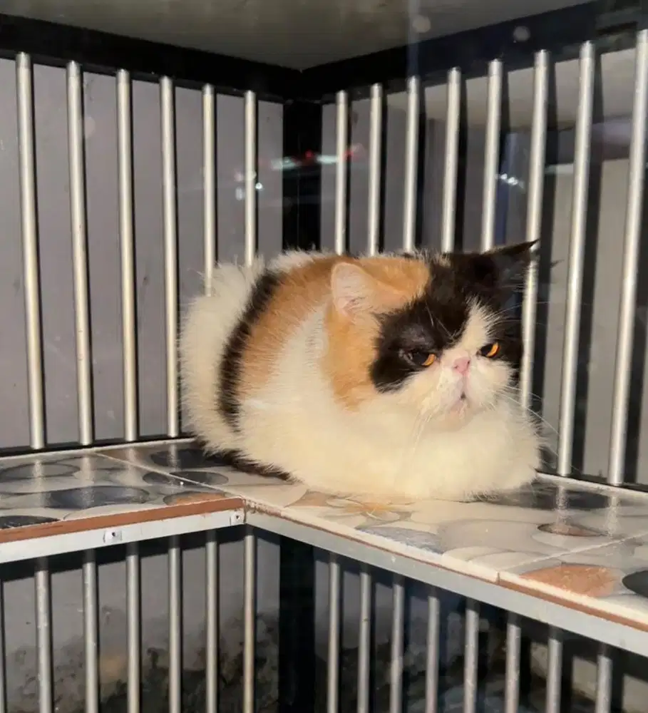 Kucing persia exotic SH