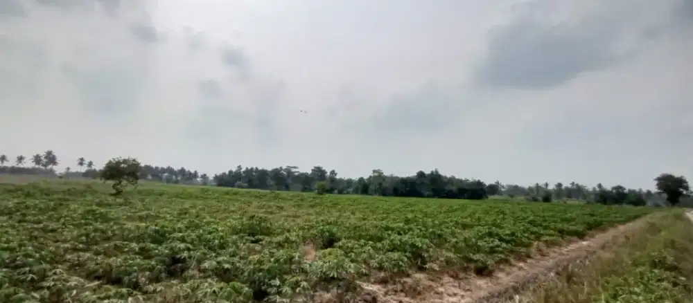 Dijual Tanah Jati Agung Lampung Selatan