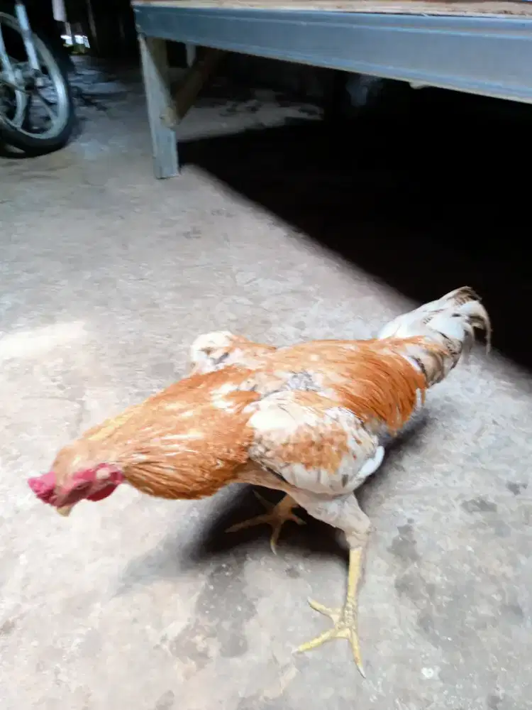 Ayam jago kampung