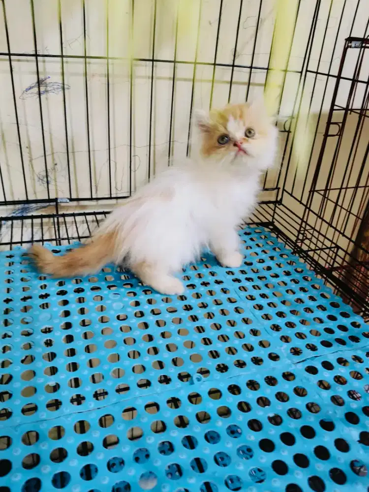 Kitten Persia jantan