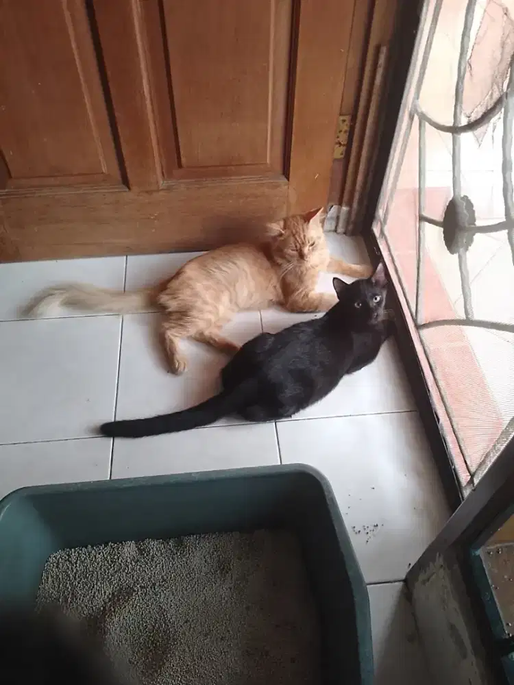 Kucing Jantan persia 2.5tahun