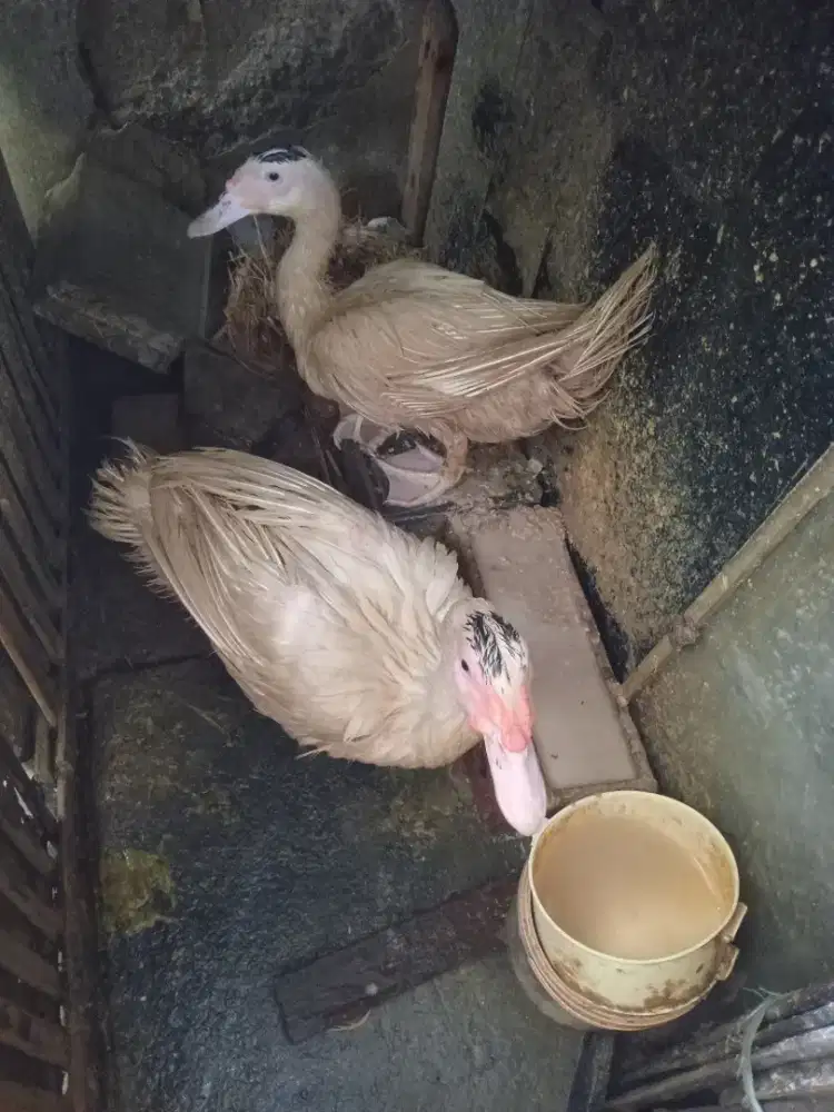 Entok jumbo sepasang