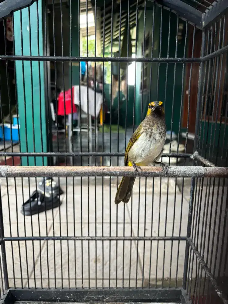 Cucak Wilis Plus Kandang Ebod