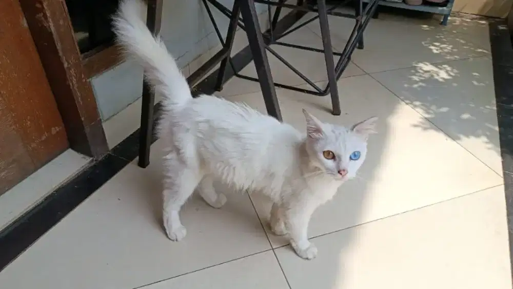 Keturunan Campuran Anggora Odd Eyes