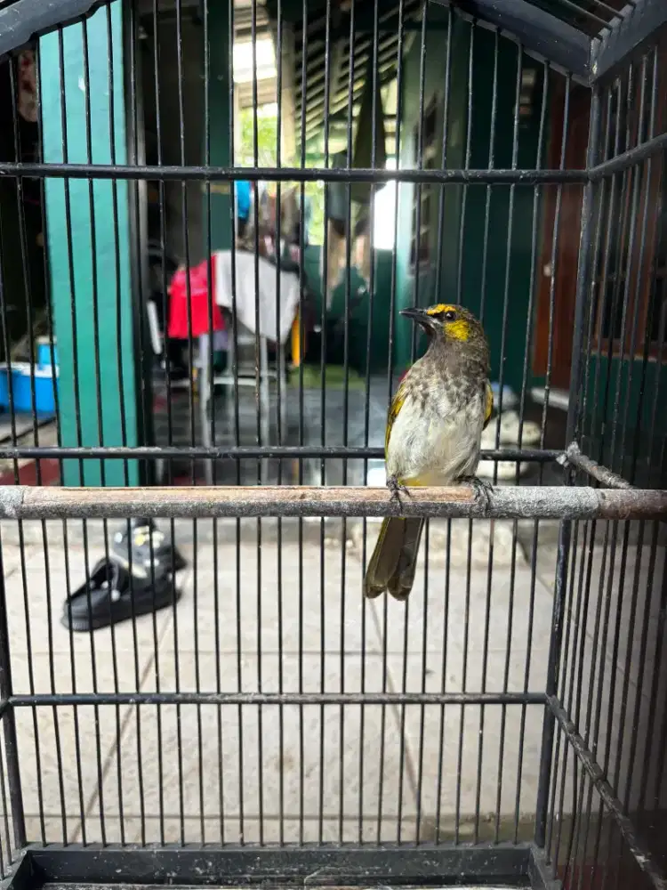 Cucak Wilis Rajin Bunyi plus Kandang