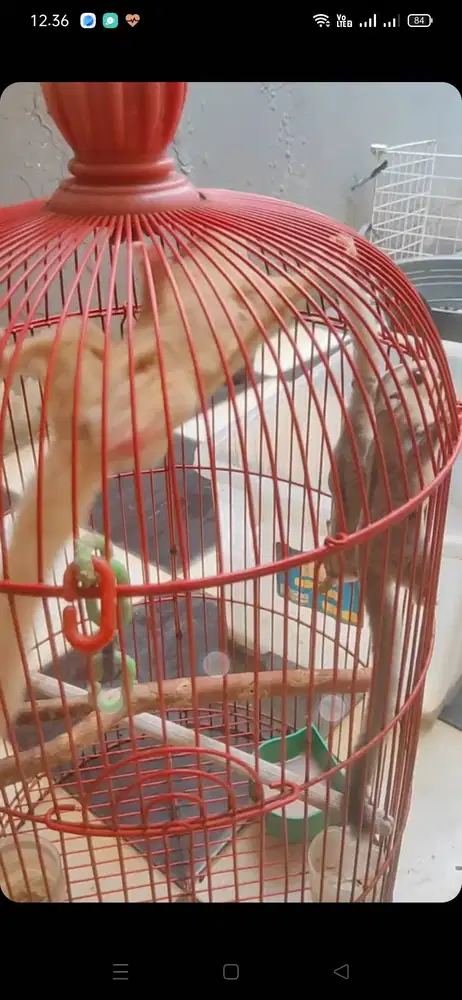 Open adof SUGAR GLIDER