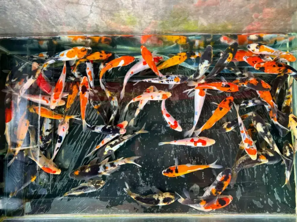 Ikan koi anakan murah