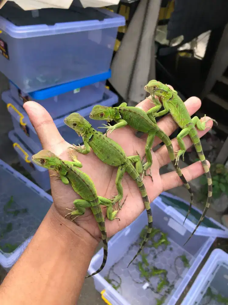 Iguana baby red/green