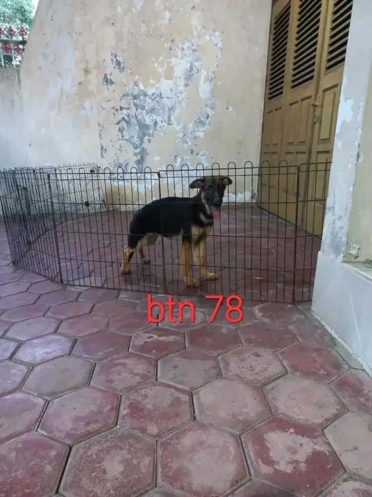 Anjing herder berkwalitas baik