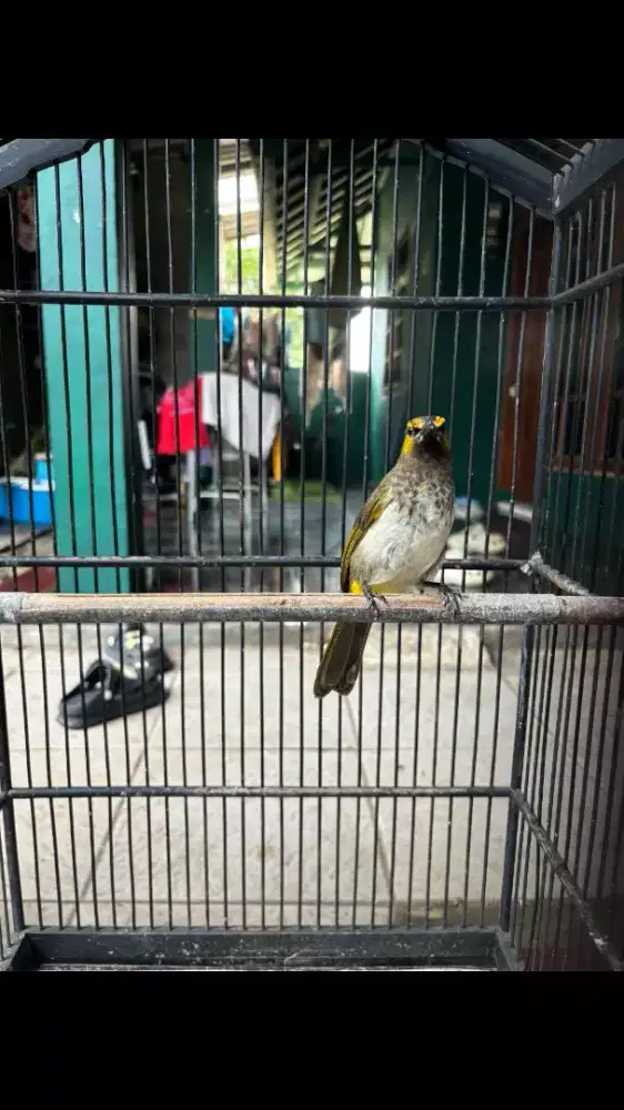 Cucak Wilis Gacor plus Kandang ebod