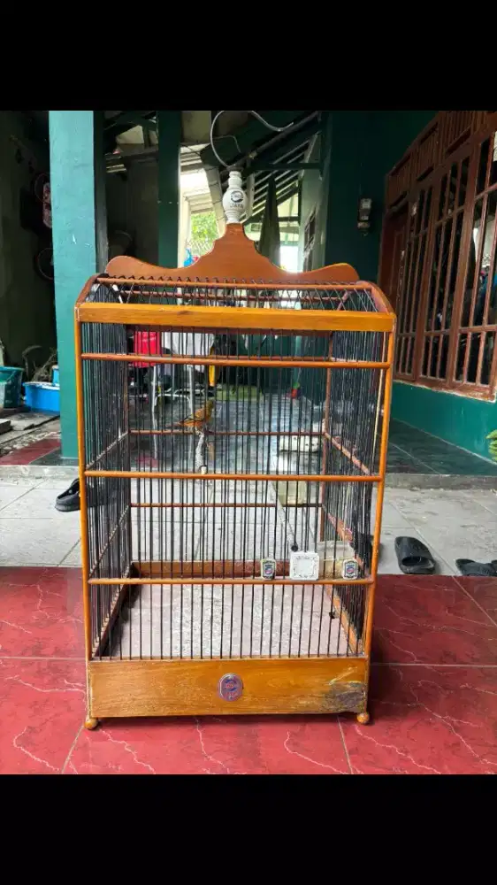 Mule Siskin Gacor plus Kandang ebod