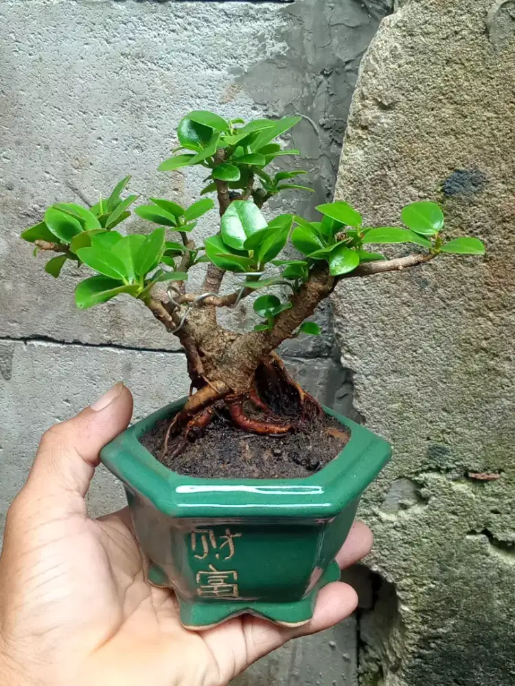 Bonsai Beringin Dolar Pot Keramik