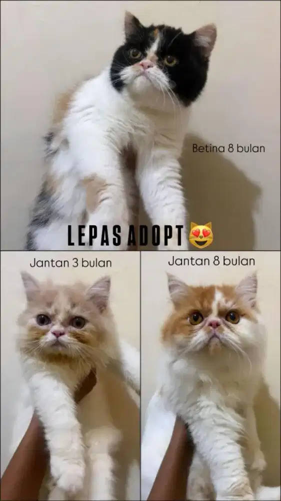 Kitten peaknose flatnose