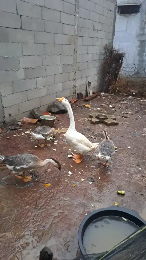 Soang Anakan Sepasang