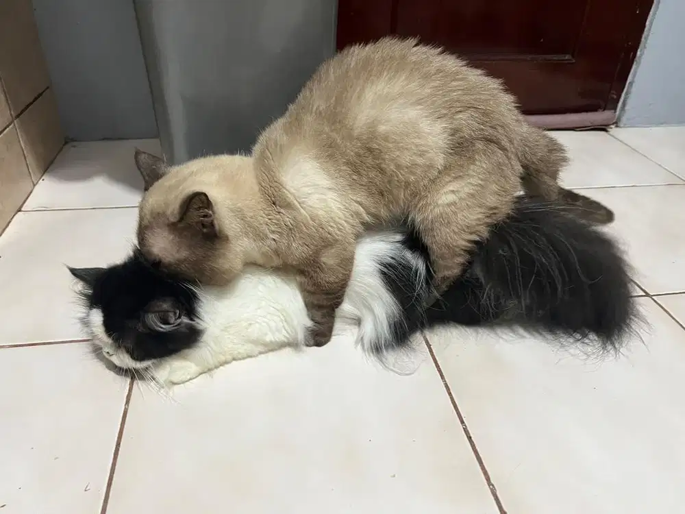 LA Lepas Adopt Kucing Munchkin