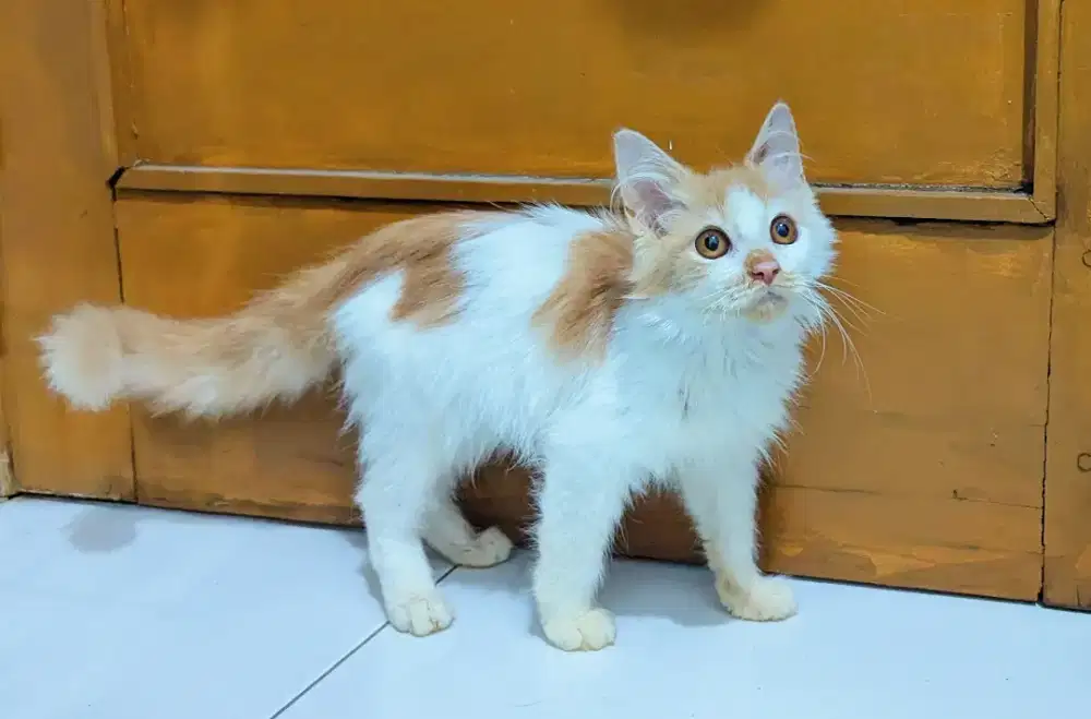 Kucing persia mix mainecoon