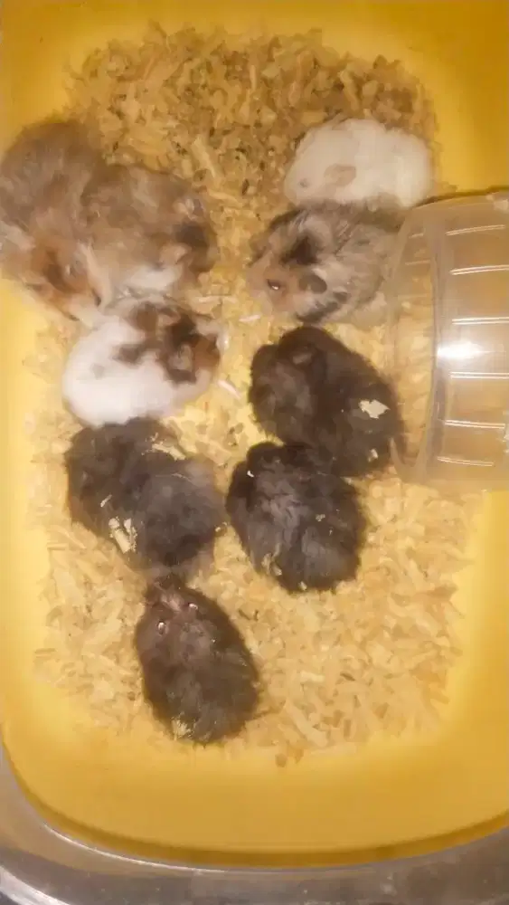 Hamster syrian borongan satuan