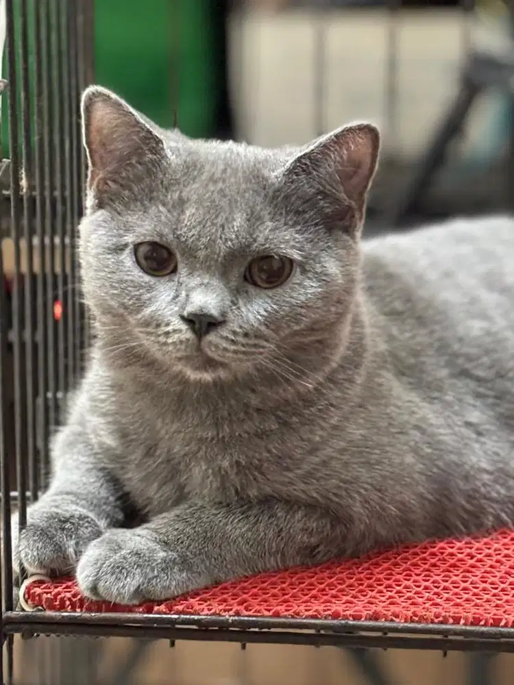 Kitten british shorthair blue betina abu fortune kitty