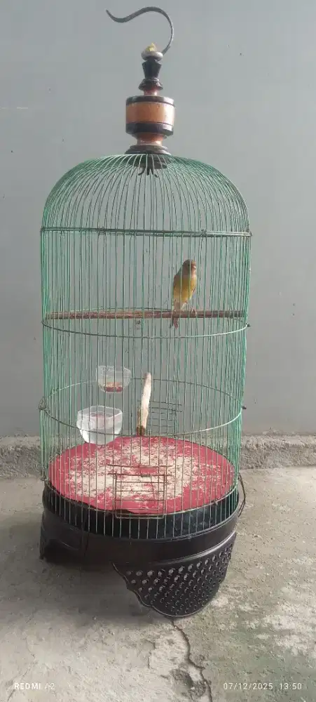 Kenari betina siapan