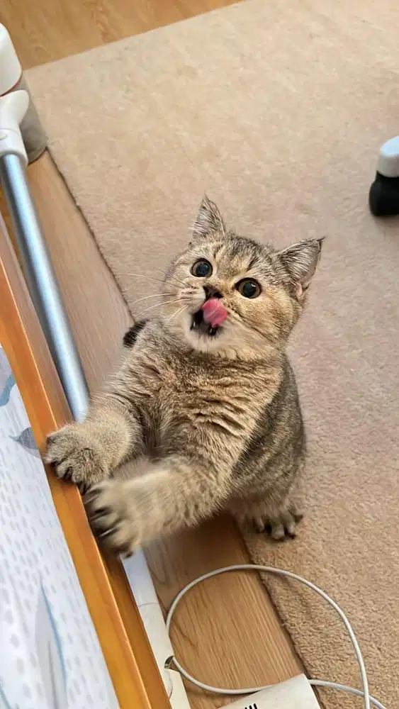 Biritsh Shorthair Golden Betina