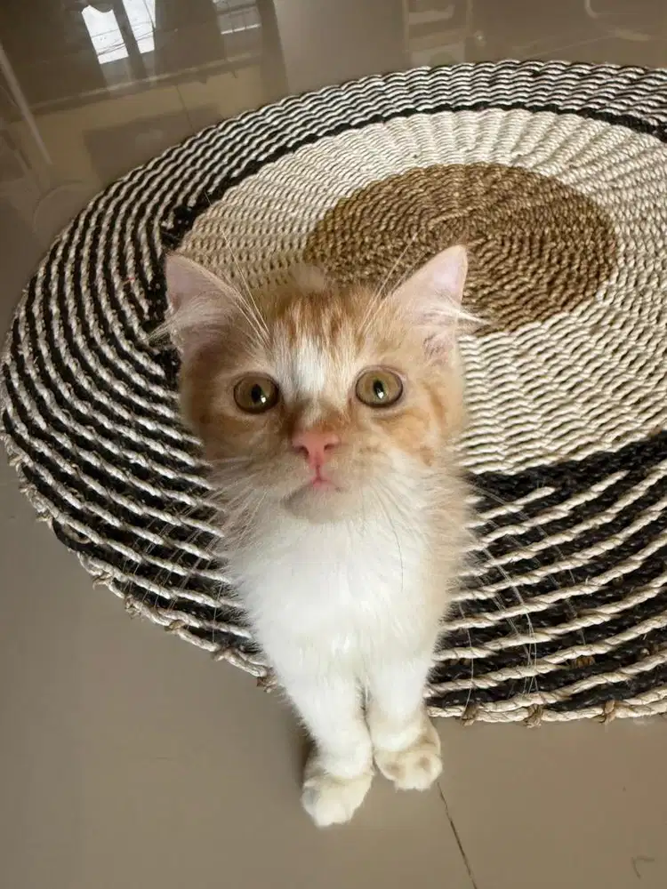 Kucing Persia Kitten 2bln