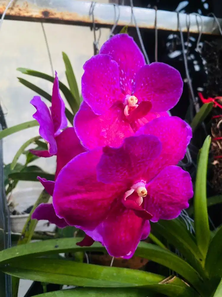 Anggrek Vanda Sleman Murah!!