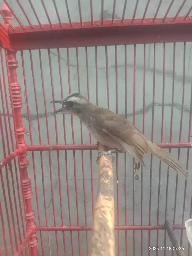 Trucukan Bunyi Variasi