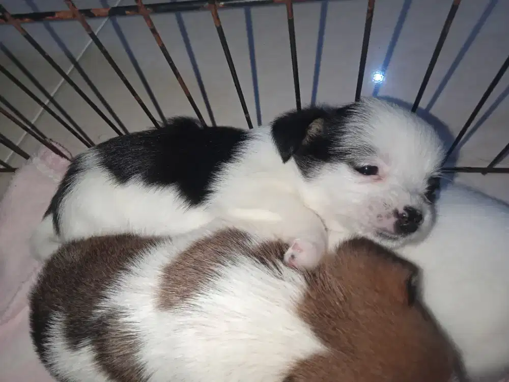 Anjing Minipom mix Maltese