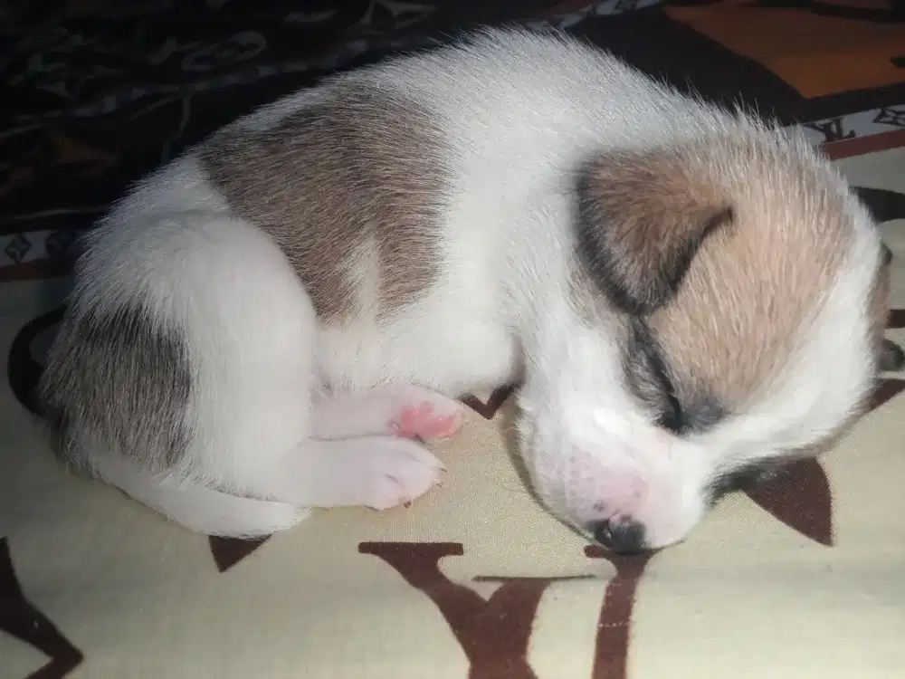 Anak Anjing Minipom mix