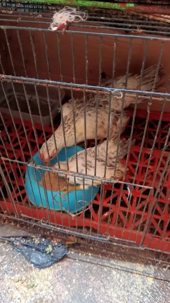 Ayam kate betina + anak