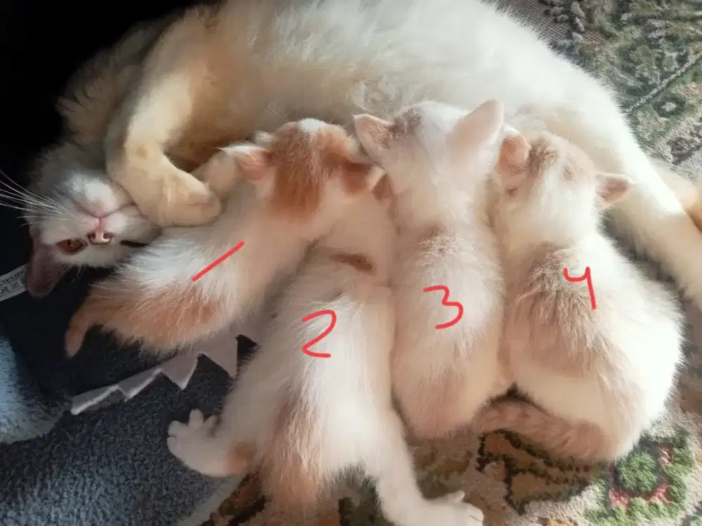 Open adopt kucing mixdom persia medium