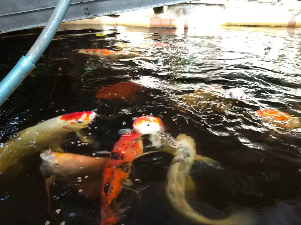 Ikan Koi ukuran besar