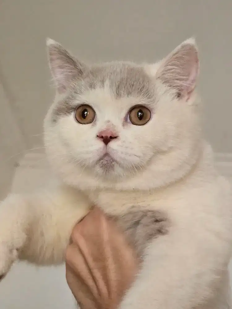 Kucing british shorthair bsh british shorthair