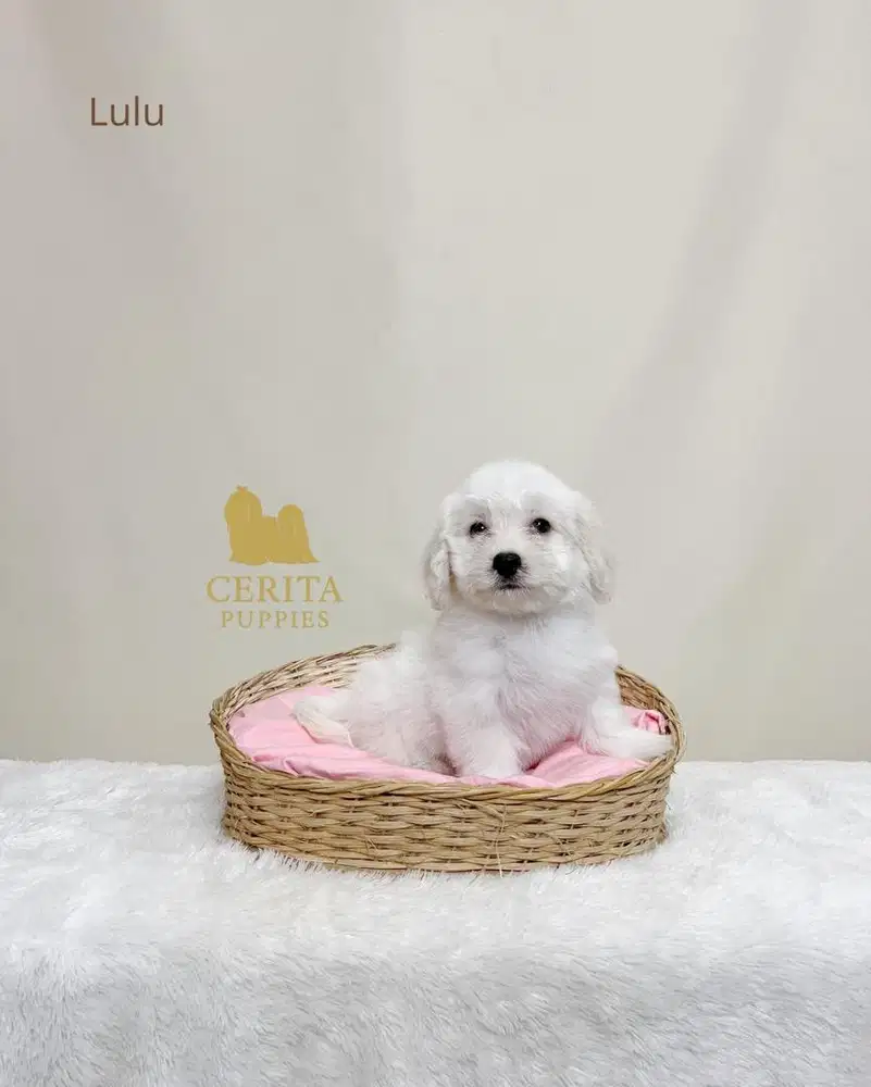 Jual Maltipoo (Maltese x Poodle) Berkualitas