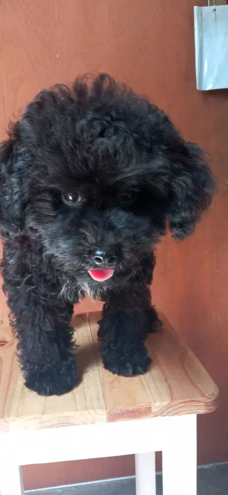 Toy poodle jantan