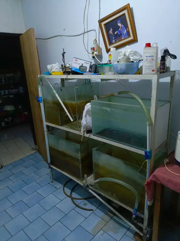 Rak Aquarium ikan